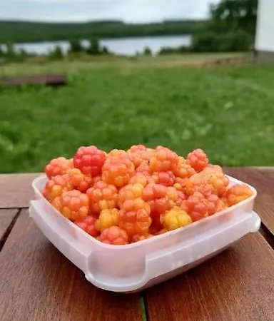 Lappish Summerhouse By The River *