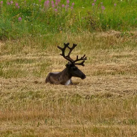 Lappish Summerhouse By The River Loma-asunnot Kiemunkivaara