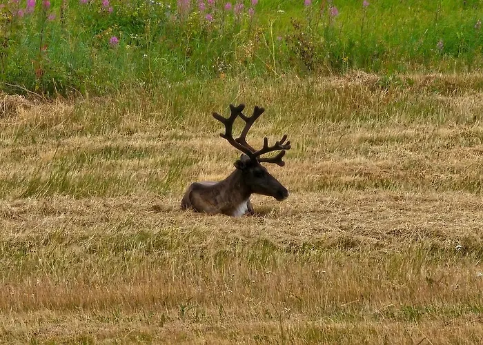 Lappish Summerhouse By The River Loma-asunnot Kiemunkivaara